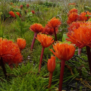 Haemanthus canaliculatus